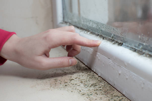 Forensic Mold Investigation in Hamtramck, MI