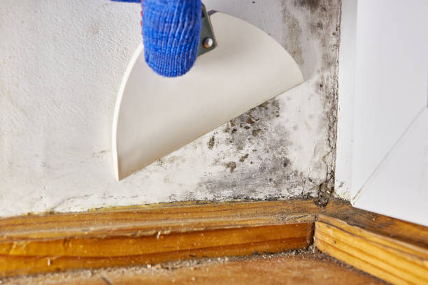 Best HVAC Mold Inspection and Cleaning  in Hamtramck, MI